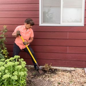 removing shrub roots