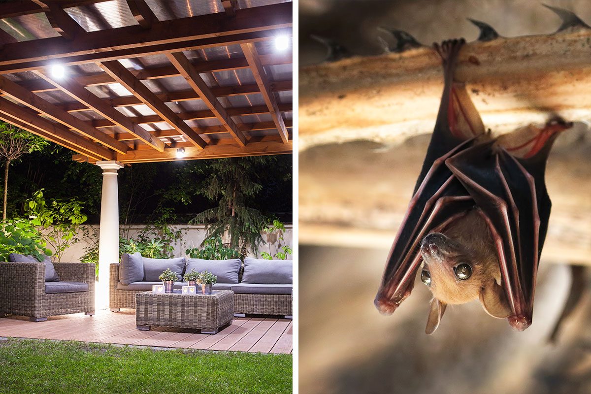 Does Bright Lights Keep Bats Away Getty (2)