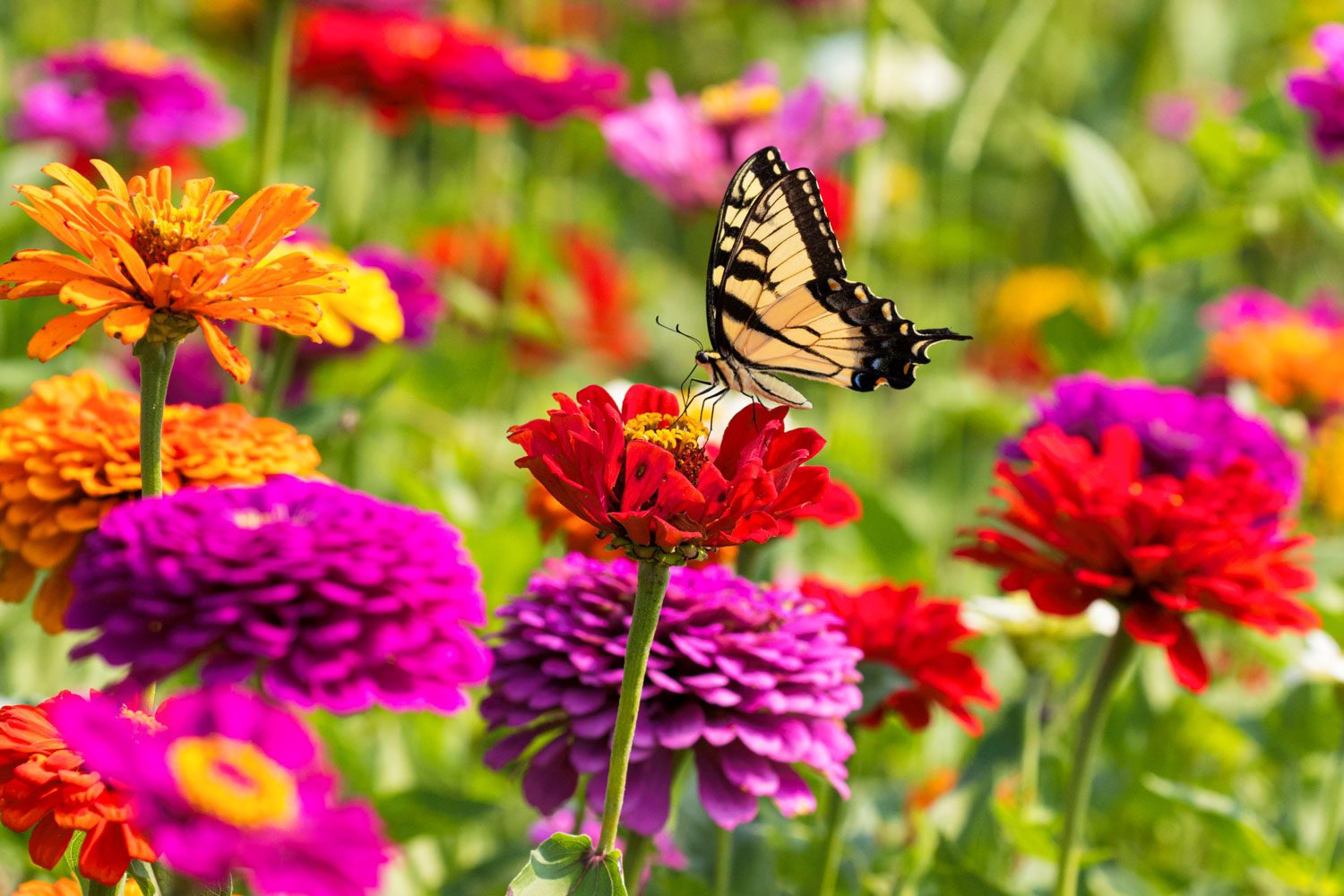 Growing Zinnias: Everything You Need To Know