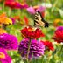 Are Zinnias Perennials? Understanding Their Growth Habits