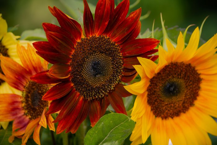 Closeup Sunflower Arrangement With Multicolored Late Summer Autumn Variety Of Sunflowers