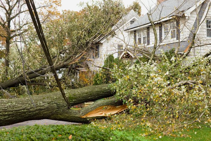 Hurricane Damaged Homes by Fallen Trees and Power Lines