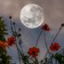 Gardening By the Moon: How To Use Lunar Phases for Planting and Harvesting