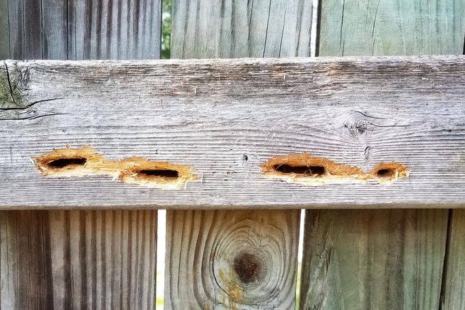 hole damage in wood fence from carpenter bees