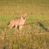 Can Coyotes Jump Fences?