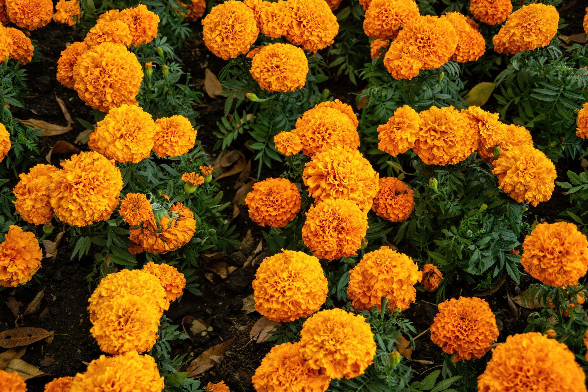 Flowerbed of marigolds in bloom