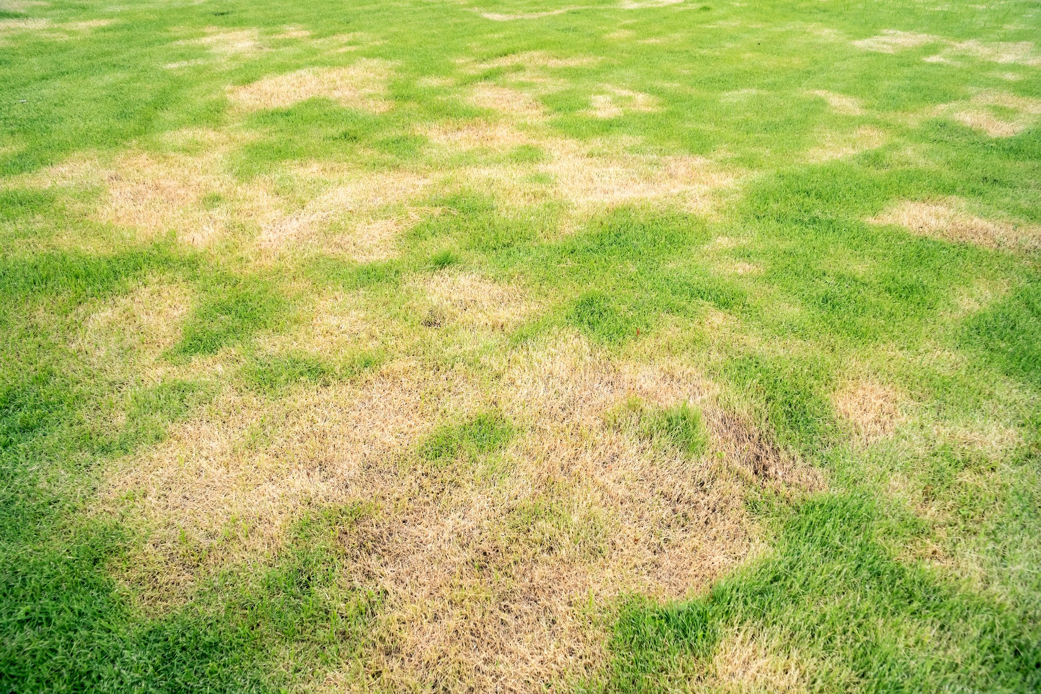 Pests and disease cause amount of damage to green lawns, lawn in bad condition and need maintaining