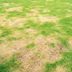 Learn to Diagnose and Treat These 8 Lawn Diseases