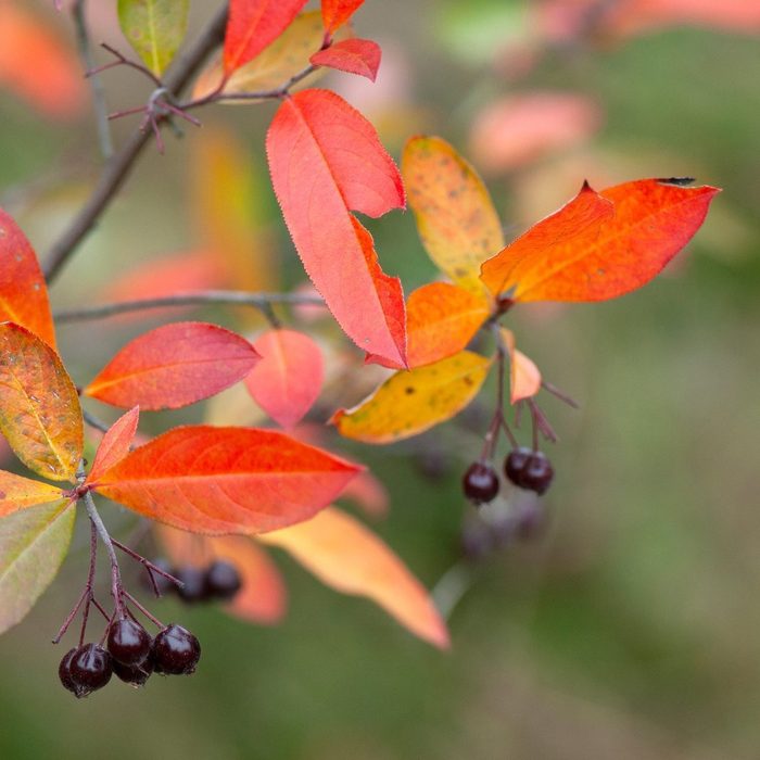 Red chokeberry (Aronia arbutifolia) in autumn with ripening fruits and colorful leaves.