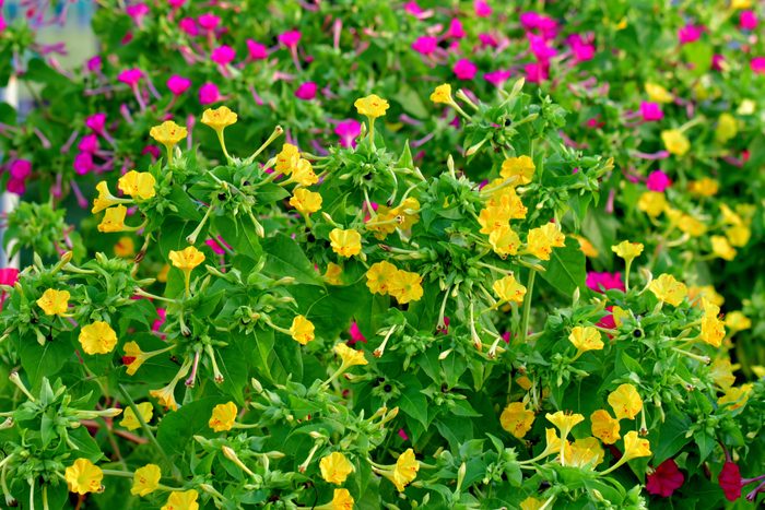 four o'clock flowers