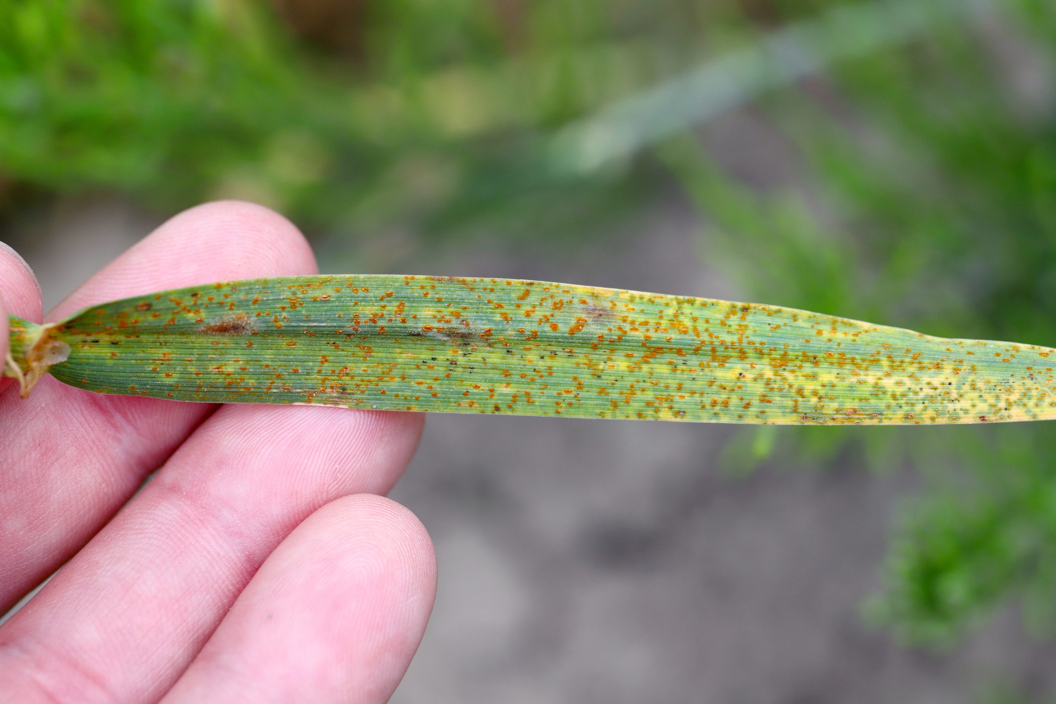 Stem rust, also known as cereal rust, black rust, red rust or red dust, is caused by the fungus Puccinia graminis, which causes significant disease in cereal crops