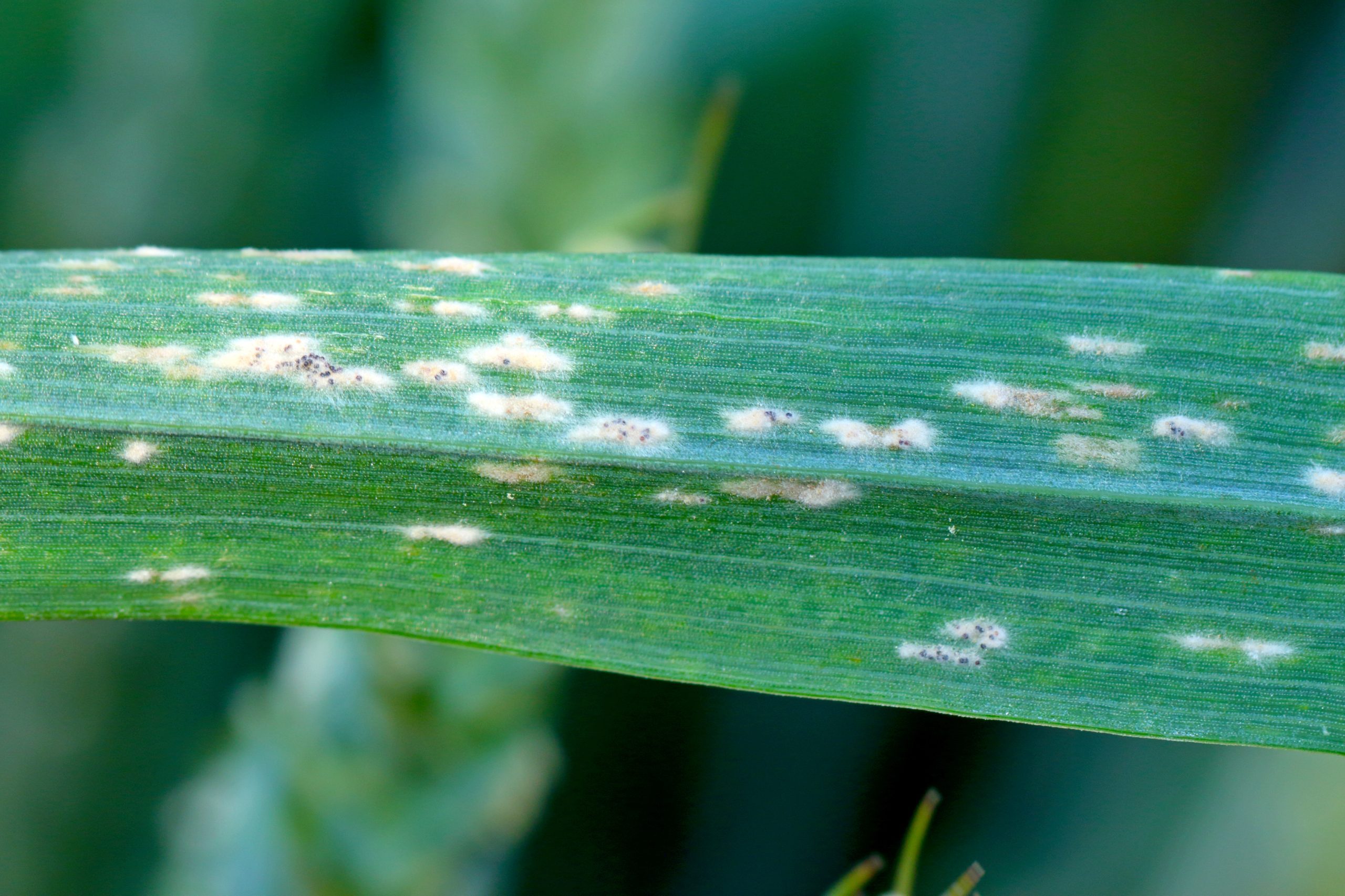 Barley powdery mildew or corn mildew caused by the fungus Blumeria graminis is a significant disease affecting cereal crops.