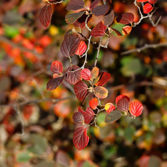 View of fothergilla major, the large witch alder tree branch