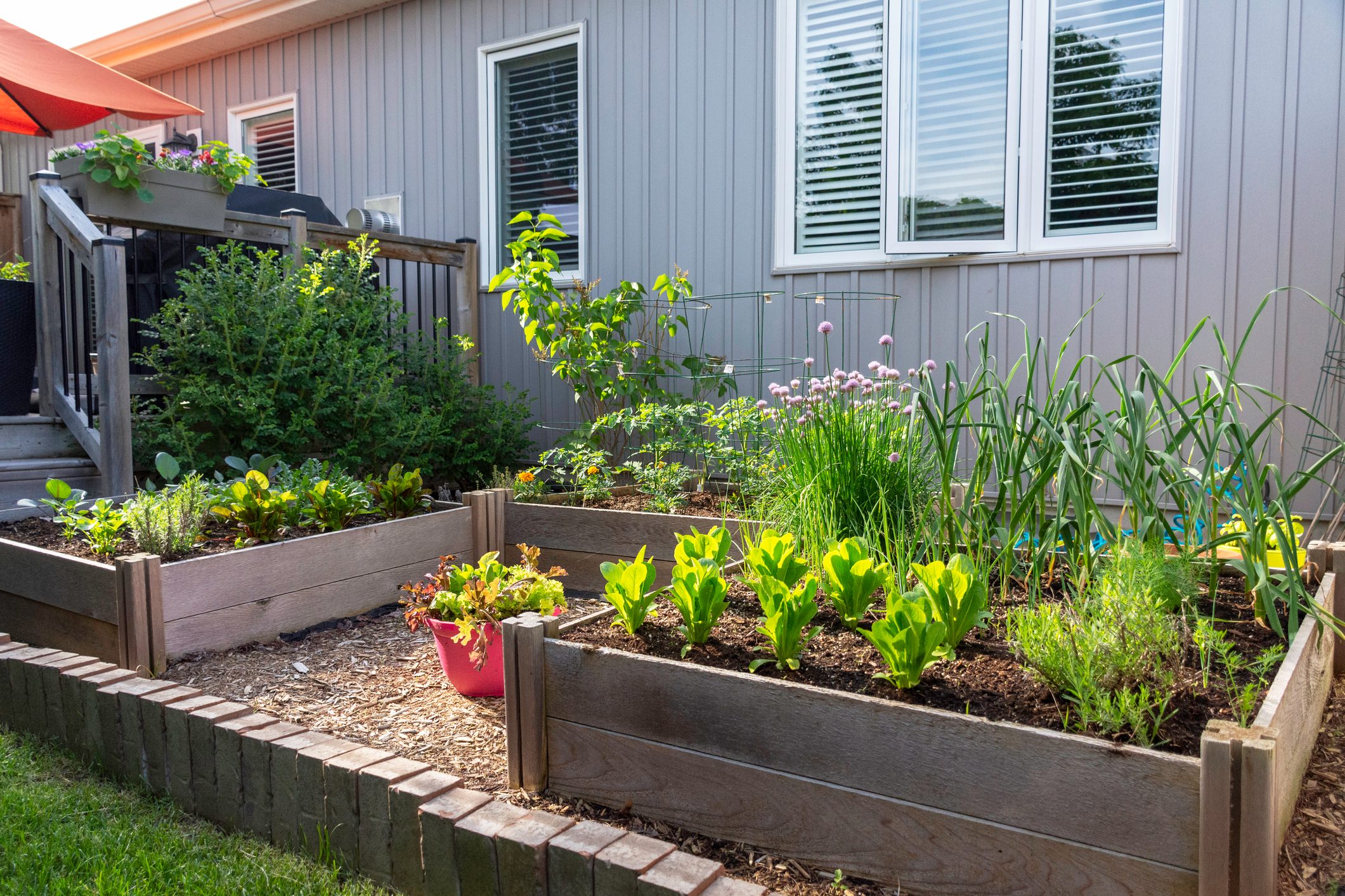 Suburban backyard vegetable garden