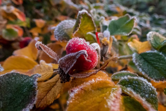 Macro shot of beautiful red rosehip fruits (rosa rugosa) covered with white early morning frost. Shot at the end of autumn
