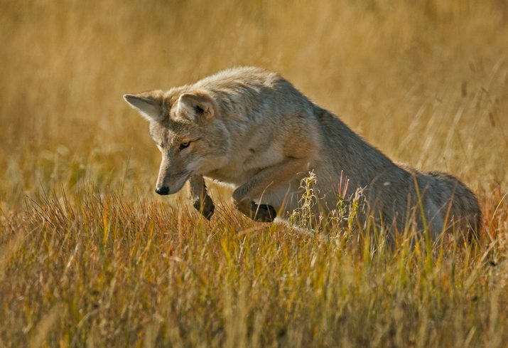 Female coyote jumping in field.