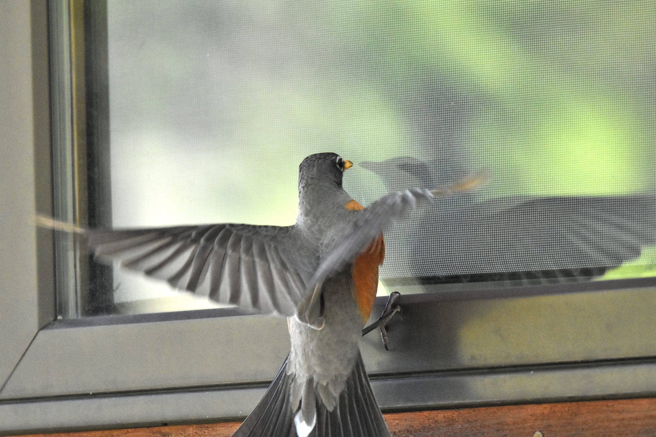 Can Birds See Glass Windows and Doors?