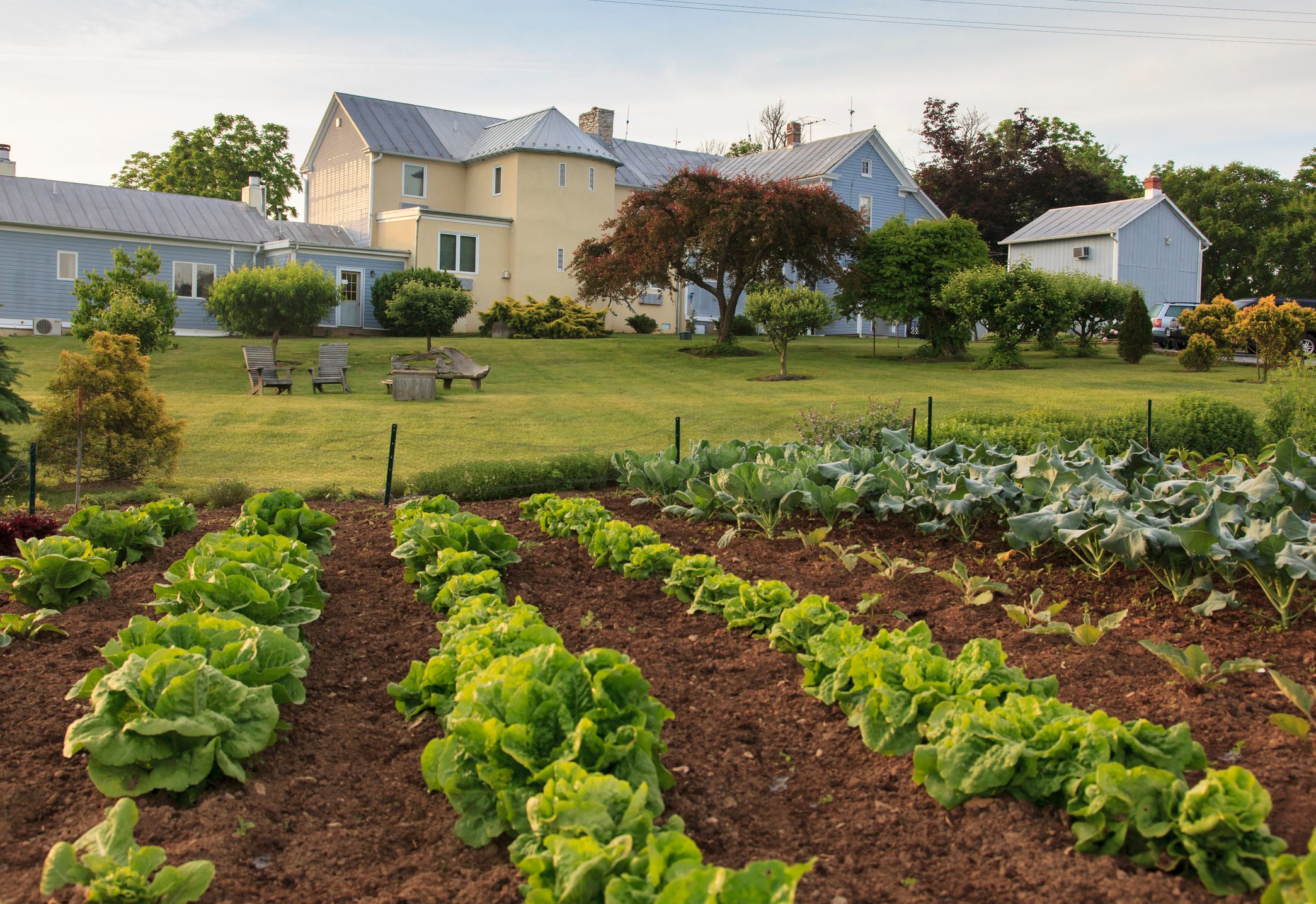 Vegatable Garden with lettuce