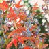 Best Shrubs for Fall Leaf Color