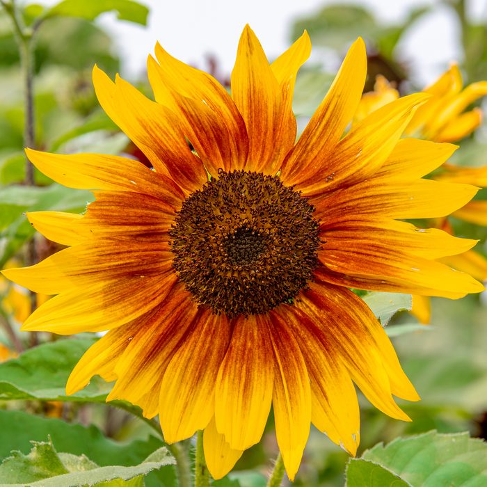 Closeup Of A Ring Of Fire or Helios Flame Sunflower in Michigan