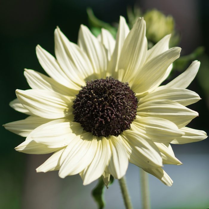 Miniature sunflower Italian White with big creamy white flowers and deep chocolate brown flower centre blooming in the summer garden