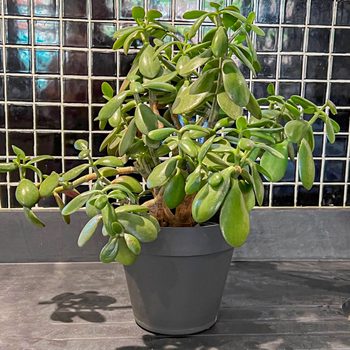 Jade Plant
