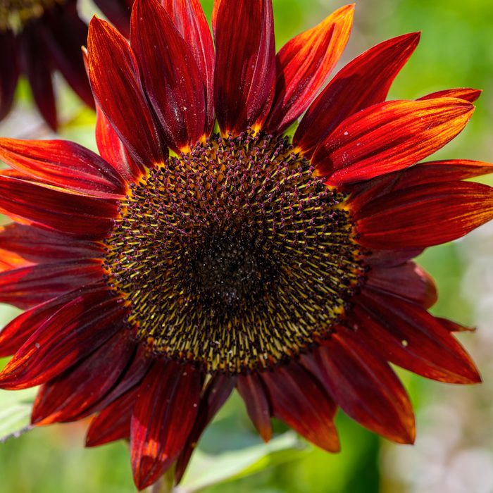 Close-up of Moulin Rouge Sunflower (helianthus Annuus) Head