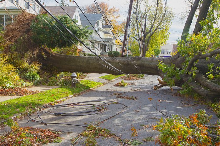 A fallen tree rests on the power lines across a street in Westerleigh section of Staten Island, New York after Hurricane Sandy
