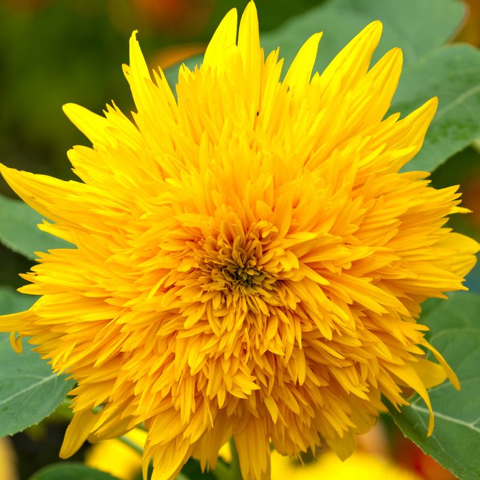 Starburst Aura Sunflower Before Bloom