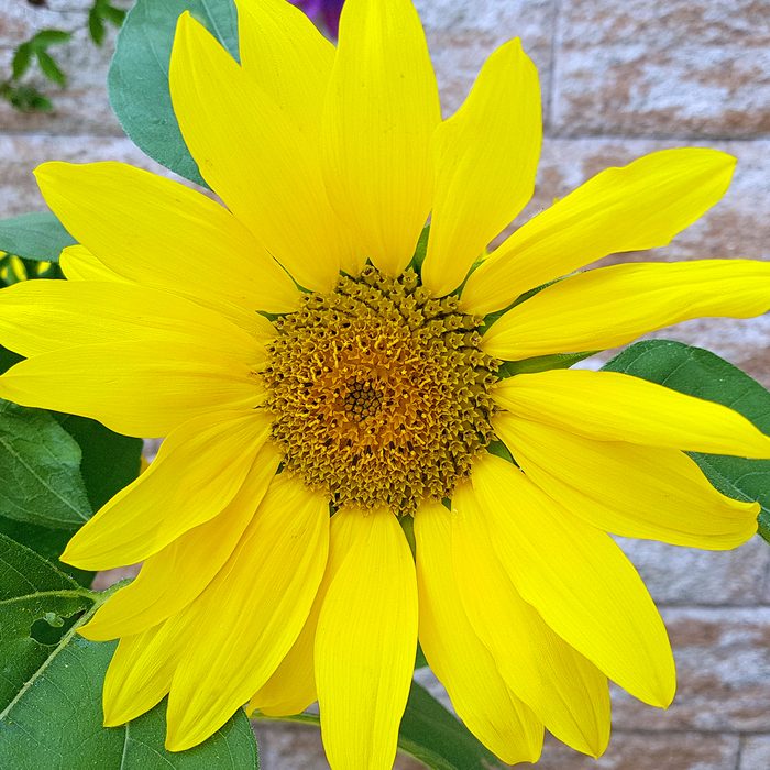 Sunrich Lime Sunflower, Helianthus, Annuus pictured on a light gray brick background in the backyard