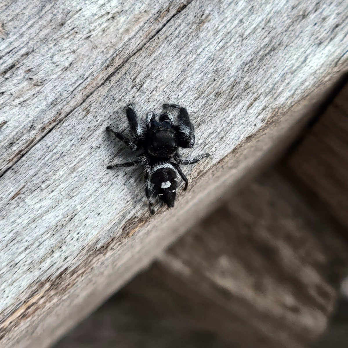Jumping Spider