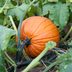 Grow a Jack-O-Lantern: Tips for Growing Pumpkins for Halloween