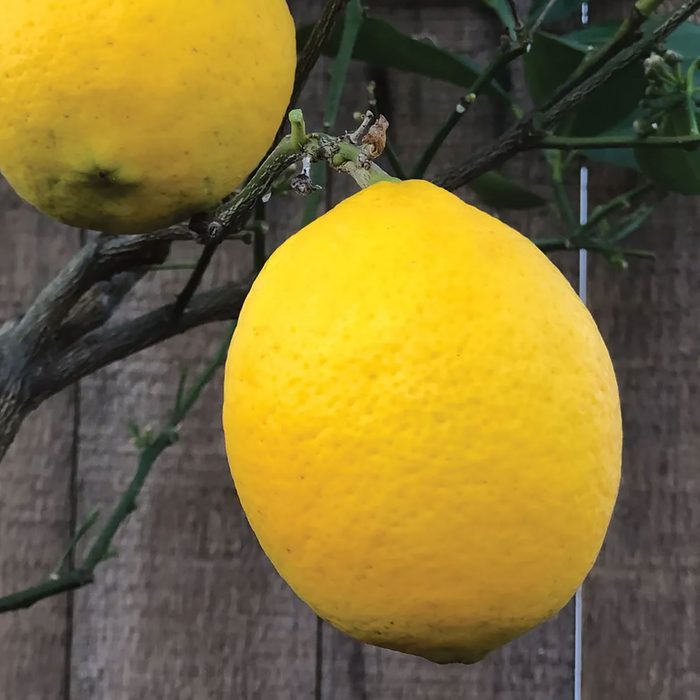Lemons