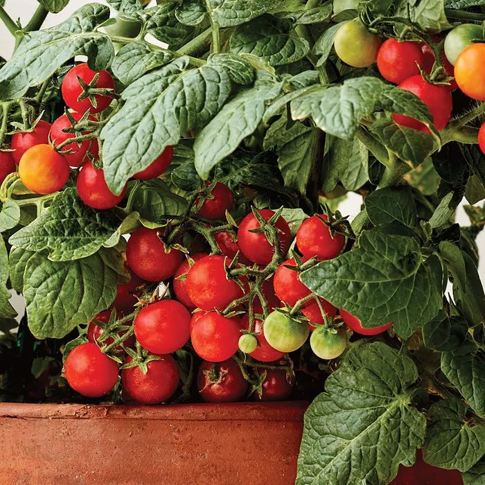 Tomatoes