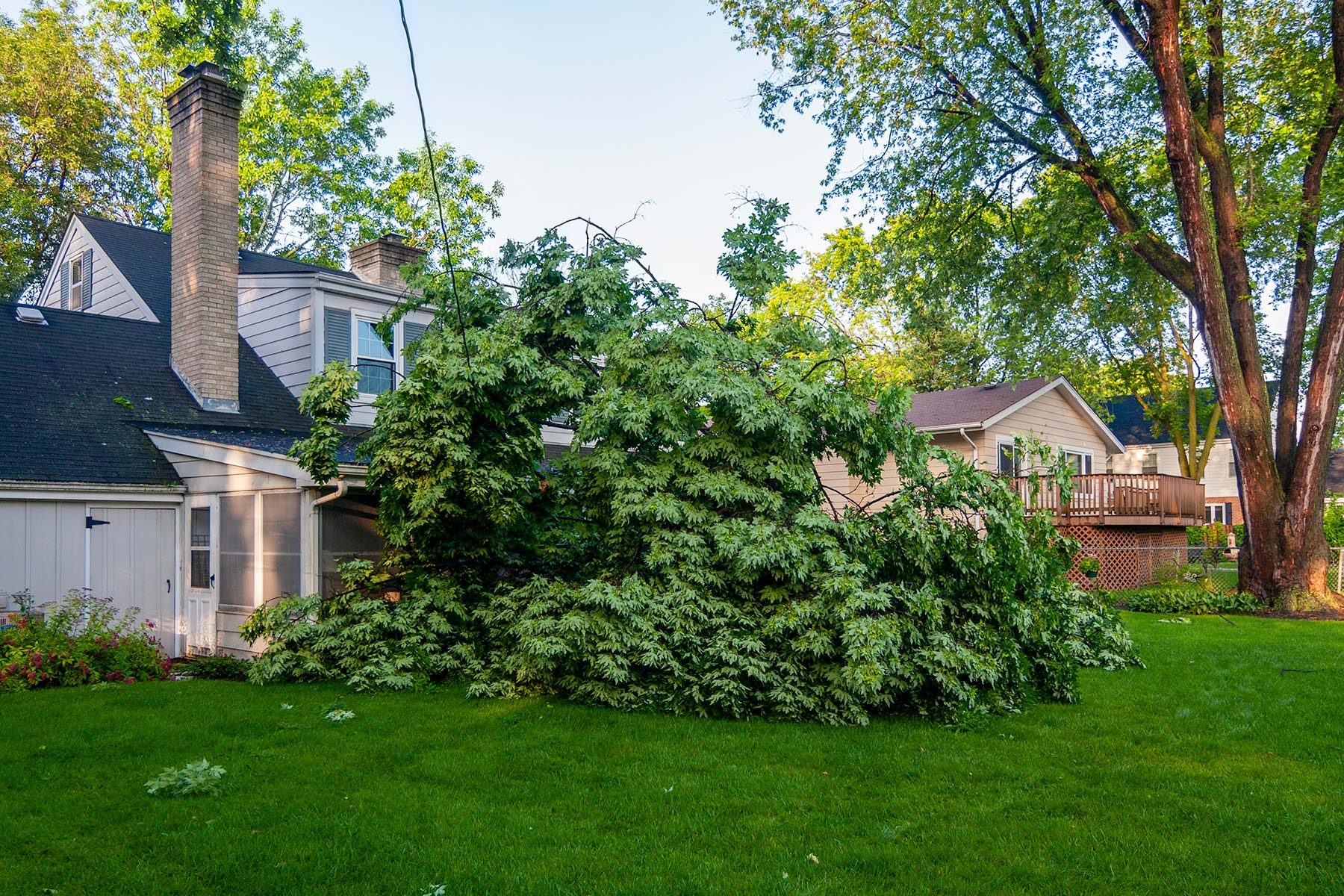 Fallen Tree in the backyard of a house