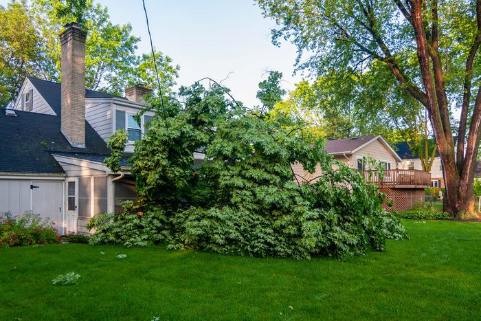 Fallen Tree in the backyard of a house