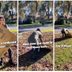 Time to Remove Leaves? Ditch Your Rake for a Cardboard Box