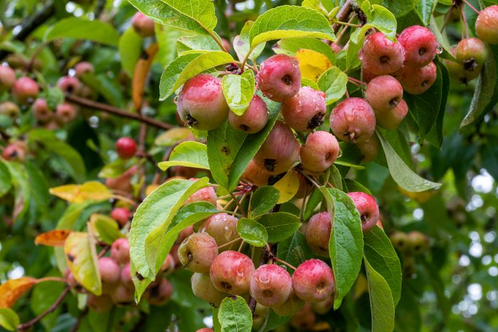 Close up of red crab apples, Malus 'Evereste', wet with raindrops on tree branch. Fruits and leaves blurred in the background.