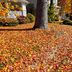 How Much Does Leaf Removal Cost in 2024?