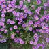 Guide To Growing Asters for Fall Flowers