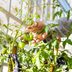 How To Grow Fruits and Vegetables Indoors Year-Round