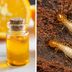 Should You Use Orange Oil to Treat Termites?