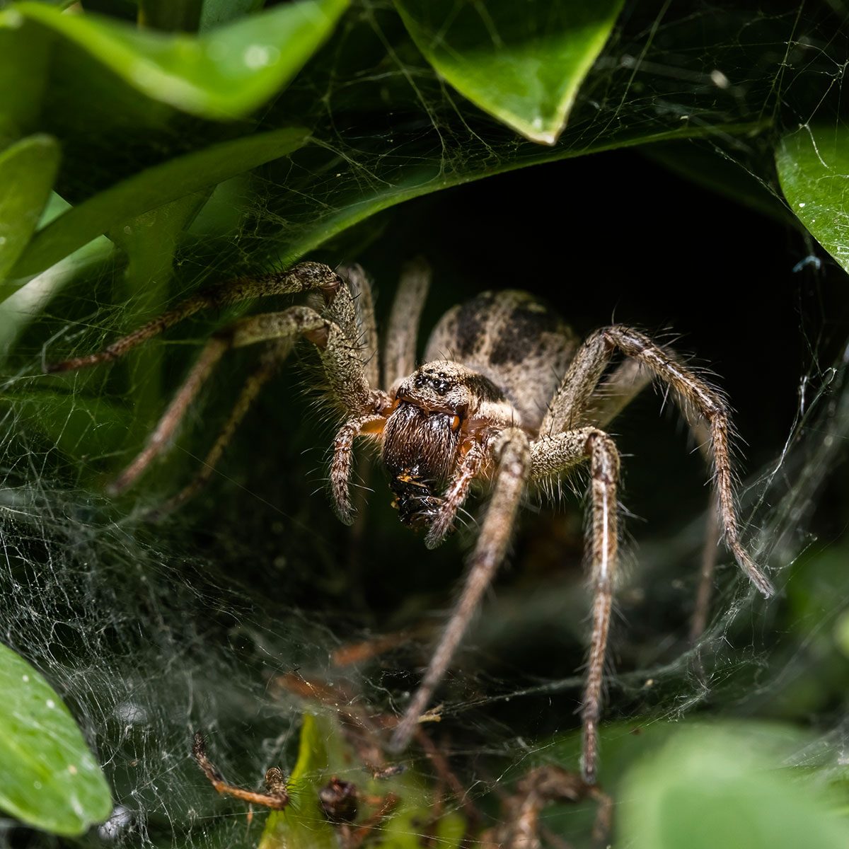 Garden Spider