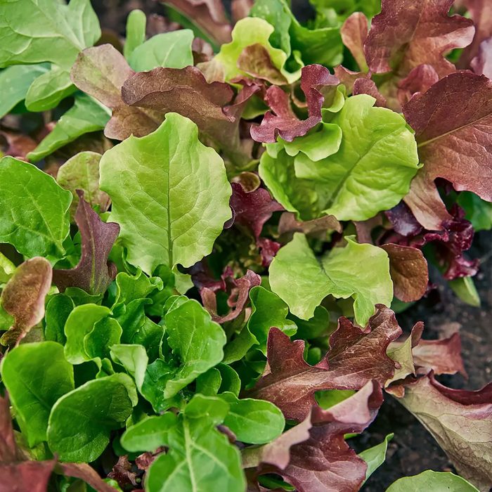 Lettuce