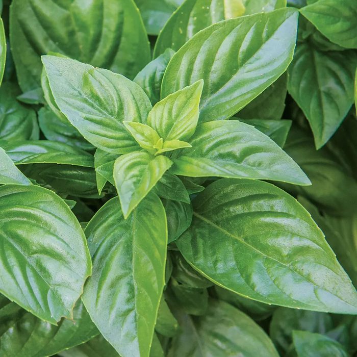 Basil