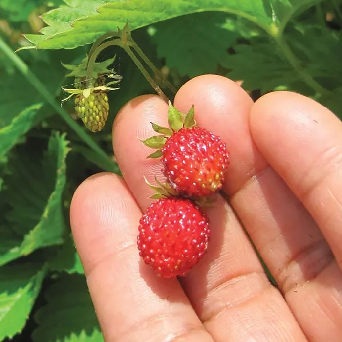 Strawberries