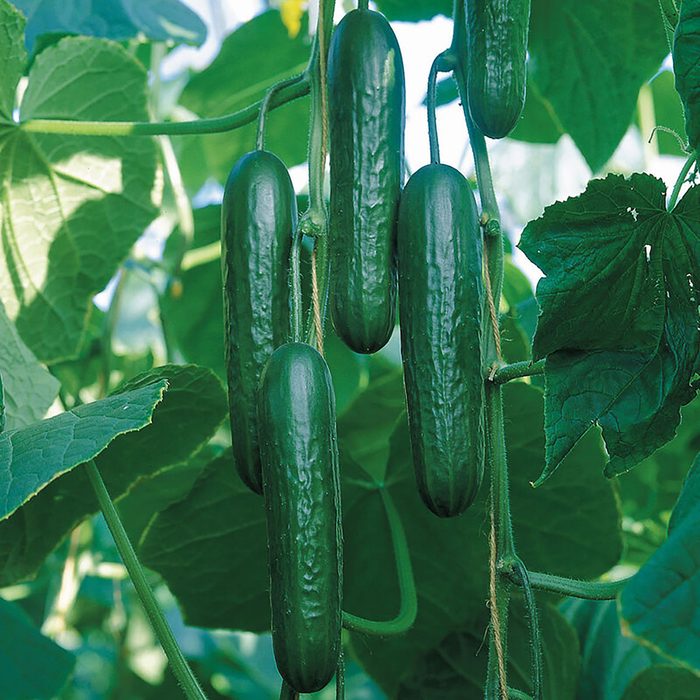 Cucumbers