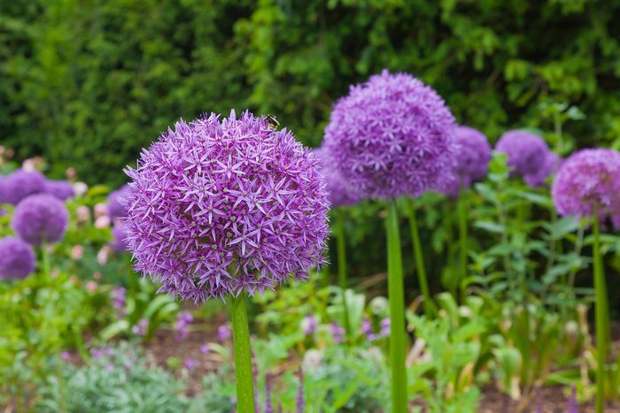 Purple Alliums In Springtime Flower Border