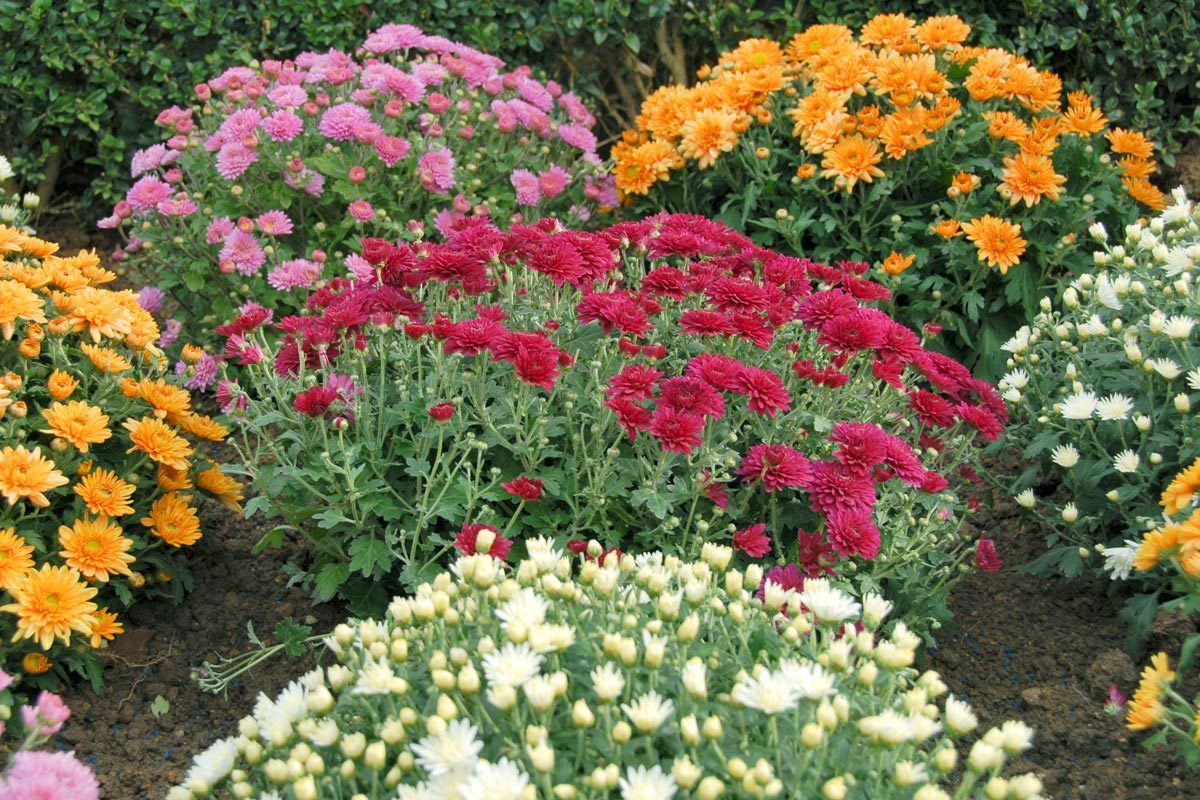 Colorful chrysanthemum flowers in the autumnal garden