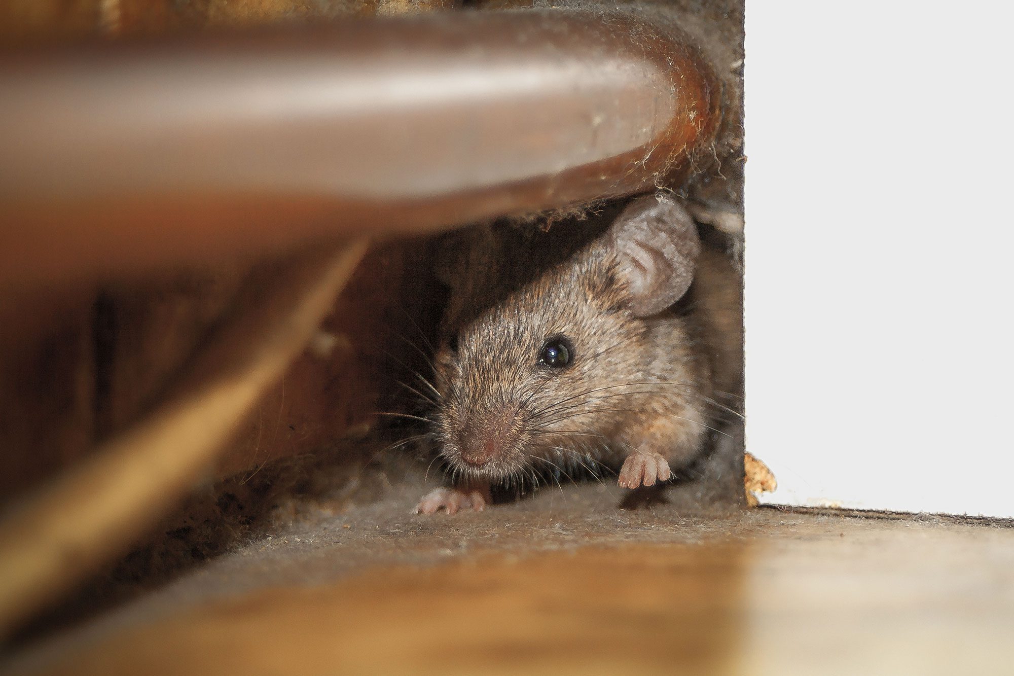 Close Up Shot Of Mouse Peeking Out Of The Dusty Hole Behind White Furniture And Under Copper Pipe